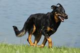 BEAUCERON 616